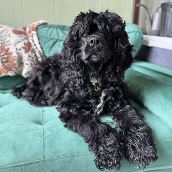 Ozzie -  Cocker Spaniel Dog for Adoption - Ozzie | PetCurious