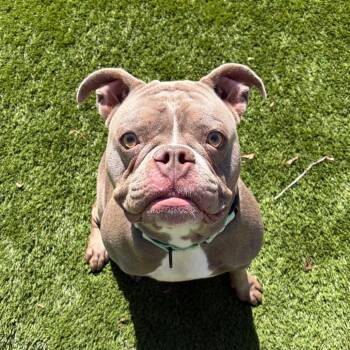 Mixed Breed Dogs Available for Adoption in Davenport, Iowa - Dory | PetCurious