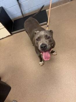 Mixed Breed Dogs Available for Adoption in Chamblee, Georgia - Tony Hawk | PetCurious