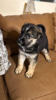 MILEY -  German Shepherd Dog Dog for Adoption in Los Angeles, California - MILEY | PetCurious