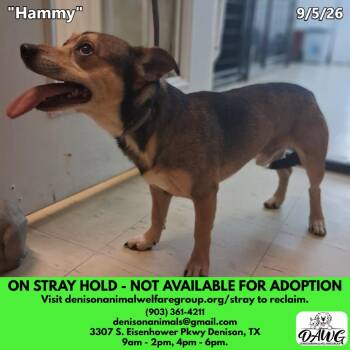 Hammy -  Mixed Breed Dog for Adoption in Denison, Texas - Hammy | PetCurious