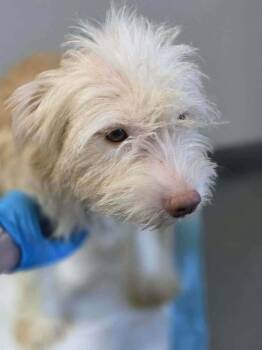Ginger (AL) -  Terrier Dog for Adoption in New York, New York - Ginger (AL) | PetCurious