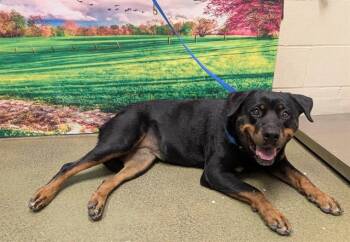 VIOLET -  Rottweiler and Mixed Breed Dog for Adoption in Moreno Valley, California - VIOLET | PetCurious