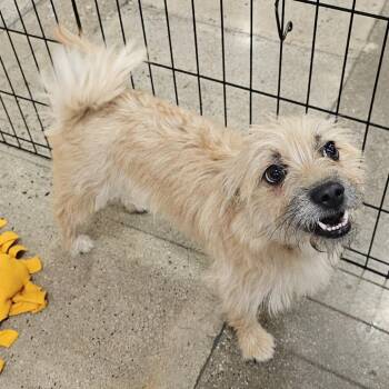 Chloe -  Cairn Terrier and Wheaten Terrier Dog for Adoption in Apple Valley, California - Chloe | PetCurious