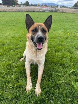 Rescue Australian Cattle Dog Blue Heeler Dogs for Adoption in Prineville, Oregon - Zeus | PetCurious