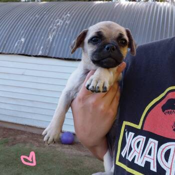 Chug -  Pug Dog for Adoption in Agua Dulce, California - Chug | PetCurious