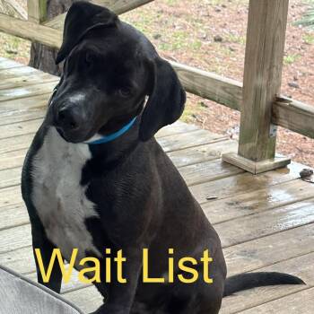 Stella -  Black Labrador Retriever Dog for Adoption in Livingston, Texas - Stella | PetCurious