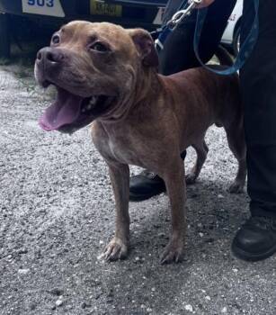 Billy - 2 -  Pit Bull Terrier and Mixed Breed Dog for Adoption in Daytona Beach, Florida - Billy - 2 | PetCurious