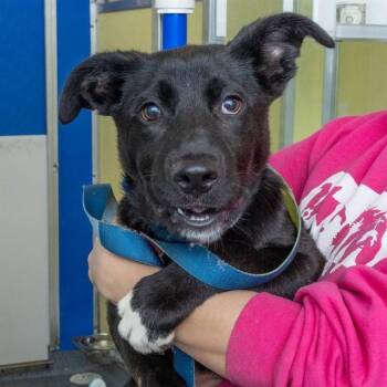 Labrador Retriever and Mixed Breed Dogs Available for Adoption in St. Louis, Missouri - BADGER | PetCurious