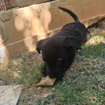 Mixed Breed Dogs Available for Adoption - Leona | PetCurious