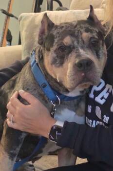 Swan -  Mixed Breed Dog for Adoption in Greenwich, New York - Swan | PetCurious