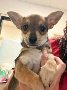 Ali -  Chihuahua Dog for Adoption in Madison, Georgia - Ali | PetCurious