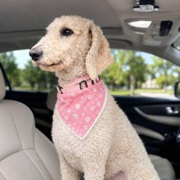 Poodle Dogs Available for Adoption in La Grange, Kentucky - Abigail | PetCurious
