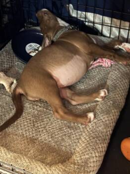 Shae (Teal) -  American Staffordshire Terrier Dog for Adoption in Lincoln Park, Michigan - Shae (Teal) | PetCurious