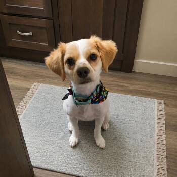 COCOA (Adorable, Loving, Cuddle Bug Who Loves His Human & Tug) -  Cocker Spaniel Dog for Adoption in Houston, Texas - COCOA (Adorable, Loving, Cuddle Bug Who Loves His Human & Tug) | PetCurious