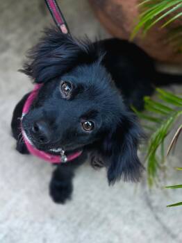 Loiuse -  Chihuahua Dog for Adoption in Penryn, California - Loiuse | PetCurious