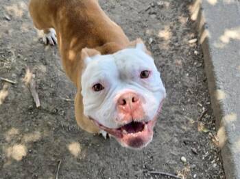 LENORA -  Pit Bull Terrier Dog for Adoption in Martinez, California - LENORA | PetCurious