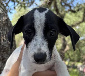 Disney Ariel -  Norwich Terrier and Jack Russell Terrier Dog for Adoption in New Braunfels, Texas - Disney Ariel | PetCurious