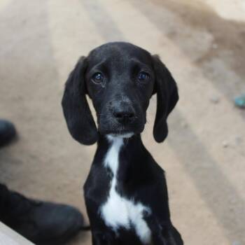 Hunter -  Spaniel Dog for Adoption in Yucca Valley, California - Hunter | PetCurious