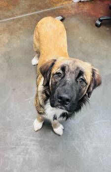 Colt -  Mastiff Dog for Adoption in Council Bluffs, Iowa - Colt | PetCurious