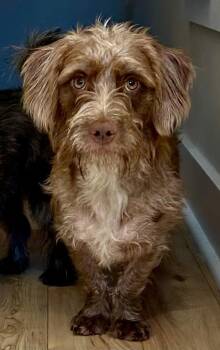 Thelma -  Mixed Breed Dog for Adoption in Mount Pleasant, South Carolina - Thelma | PetCurious