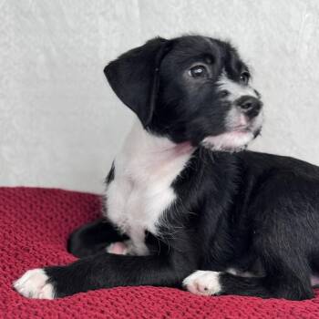 Labradoodle and American Staffordshire Terrier Dogs Available for Adoption - Max | PetCurious