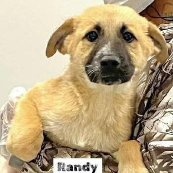 Mixed Breed Dogs Available for Adoption in Wando, South Carolina - Randy  | PetCurious
