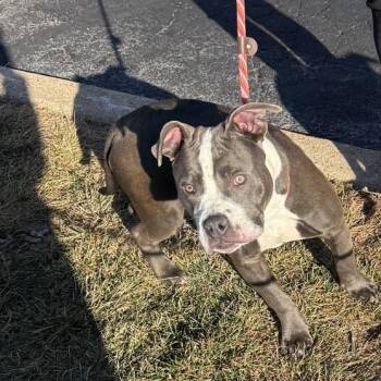 Terrier Dogs Available for Adoption - Smurf | PetCurious