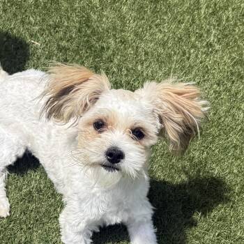 Scottie -  Shih Tzu Dog for Adoption in Auburn, Nebraska - Scottie | PetCurious
