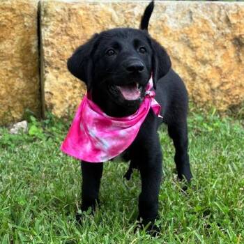 Joy Beauty Babe -  Black Labrador Retriever and German Shorthaired Pointer Dog for Adoption in Friendswood, Texas - Joy Beauty Babe | PetCurious
