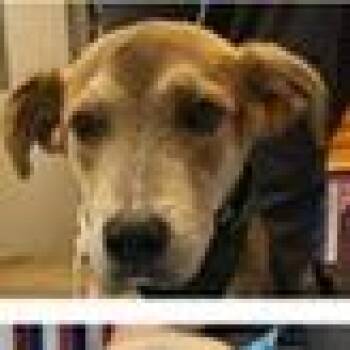 Biscuit -  Shepherd and Labrador Retriever Dog for Adoption in Tampa, Florida - Biscuit | PetCurious