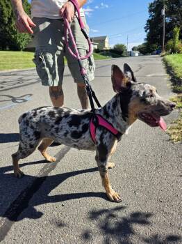Olive -  Catahoula Leopard Dog and Cattle Dog Dog for Adoption in Waterbury, Connecticut - Olive | PetCurious