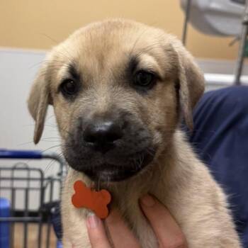 Tank -  Labrador Retriever and Cane Corso Dog for Adoption in Midland, Texas - Tank | PetCurious
