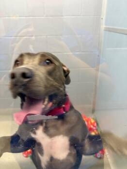Sawyer -  Weimaraner and Pit Bull Terrier Dog for Adoption in Bloomington, Indiana - Sawyer | PetCurious
