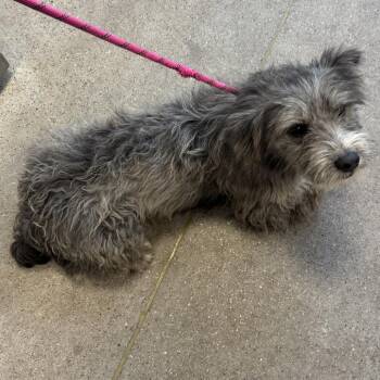 110904 -  Mixed Breed Dog for Adoption in Las Cruces, New Mexico - 110904 | PetCurious