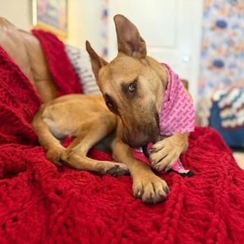 Monarch May -  Labrador Retriever and Belgian Shepherd Malinois Dog for Adoption in Friendswood, Texas - Monarch May | PetCurious