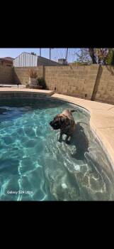 Mastiff Dogs Available for Adoption in Glendale, Arizona - EARP - ADOPTION PENDING | PetCurious