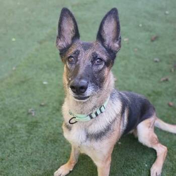 Cutin On Duty -  Mixed Breed Dog for Adoption in Davenport, Iowa - Cutin On Duty | PetCurious