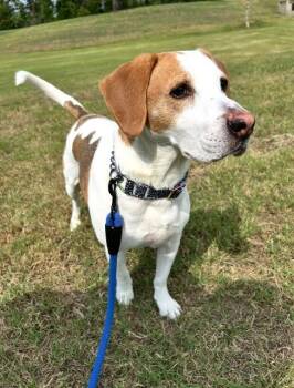 Chunky -  Basset Hound Dog for Adoption in Fayetteville, Arkansas - Chunky | PetCurious