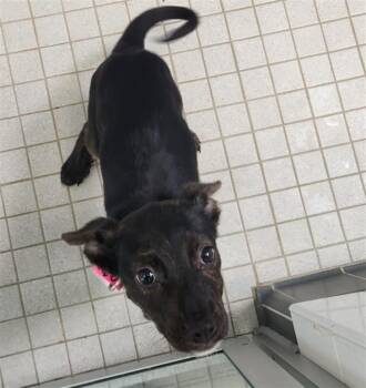 TOES -  Pit Bull Terrier and German Shepherd Dog Dog for Adoption in Loveland, Colorado - TOES | PetCurious