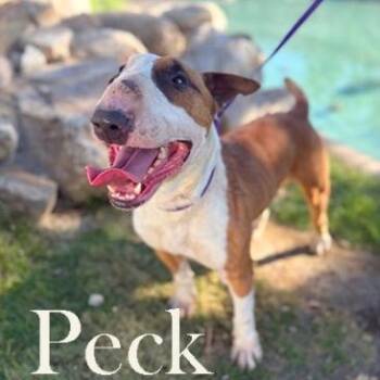 Bull Terrier Dogs Available for Adoption - Peck | PetCurious