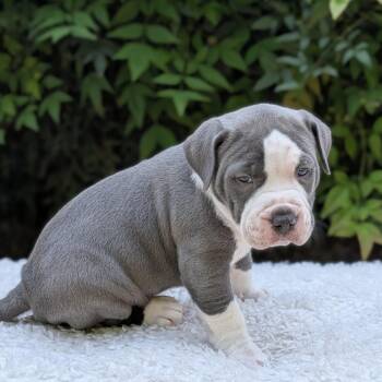 Pit Bull Terrier and Mixed Breed Dogs Available for Adoption in Tyrone, Georgia - Samoa 03-1014 | PetCurious