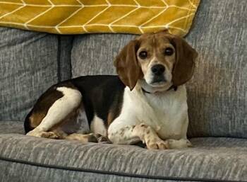 Rescue Beagle Dogs for Adoption in Lima, Ohio - Colt | PetCurious