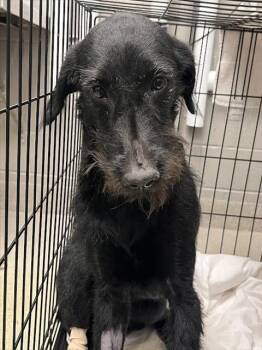 ROXANNE -  Terrier and Mixed Breed Dog for Adoption in Las Vegas, Nevada - ROXANNE | PetCurious