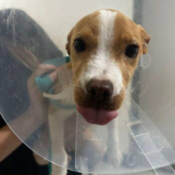 Lexi -  Bull Terrier and Mixed Breed Dog for Adoption in Lake Havasu City, Arizona - Lexi | PetCurious