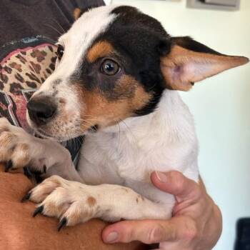 Baxter -  Parson Russell Terrier Dog for Adoption in San Antonio, Texas - Baxter | PetCurious