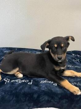 RC Ava -  Husky and German Shepherd Dog Dog for Adoption in Aurora, Indiana - RC Ava | PetCurious