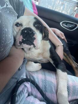 Rescue American Bulldog Dogs for Adoption in Troy, Alabama - Saint | PetCurious