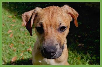 Rescue Black Mouth Cur Dogs for Adoption in Amherst, Massachusetts - Mia | PetCurious