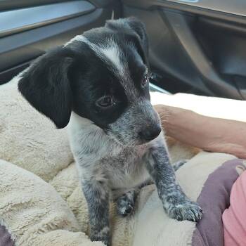 Cindy Lou Who -  Australian Cattle Dog Blue Heeler and Mixed Breed Dog for Adoption in Chandler, Arizona - Cindy Lou Who | PetCurious